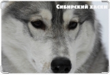Обложка на ветеринарный паспорт, Сибирский хаски