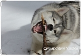 Обложка на ветеринарный паспорт, Хаски показывает волка