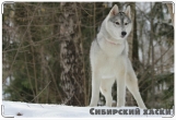 Обложка на ветеринарный паспорт, Сибирский хаски
