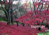 Обложка на паспорт без уголков, red autumn