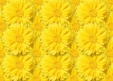 Обложка на автодокументы без уголков, Желтые цветы.